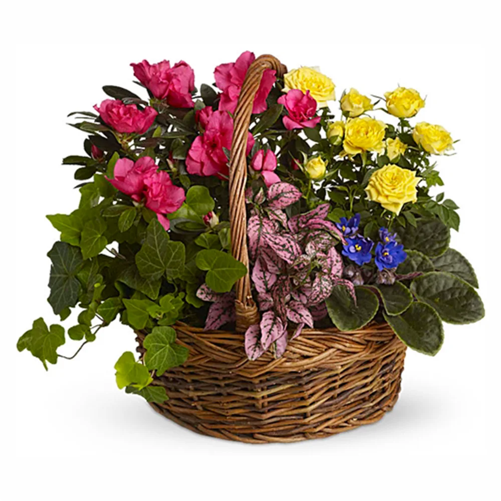 Пъстра кошница с цветя в саксии от Подари Цвете, доставки в Радомир и Дупница.